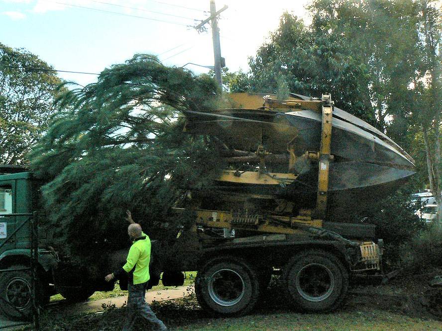 Tree transplantation