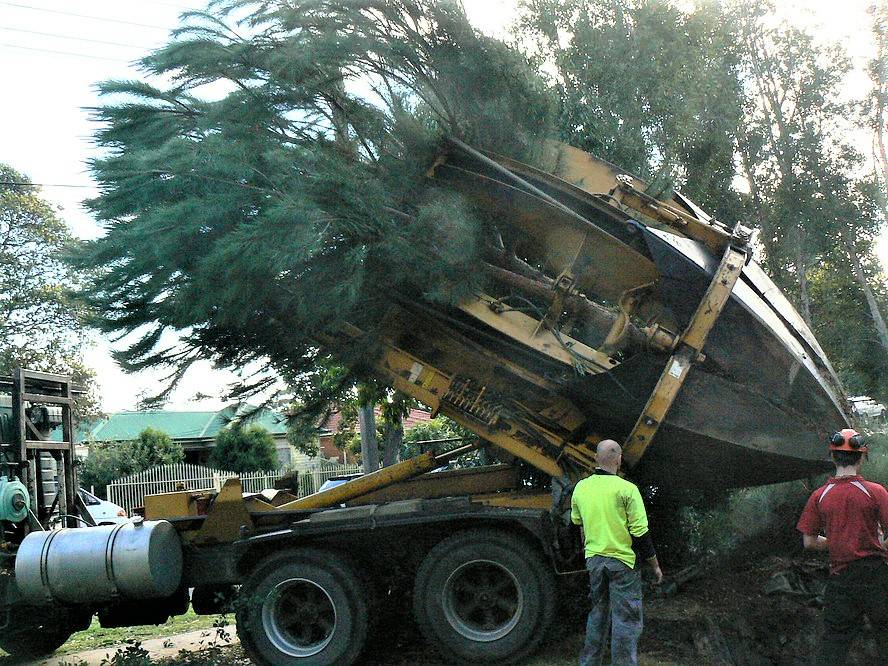 Tree transplantation