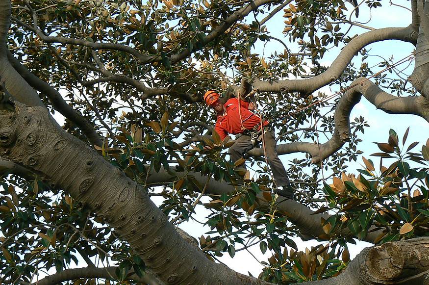 Tree climbing