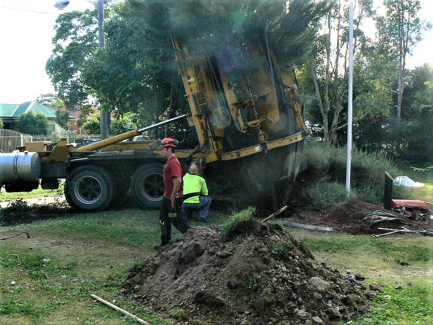 Tree transplantation