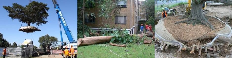 Transplanting trees - panels