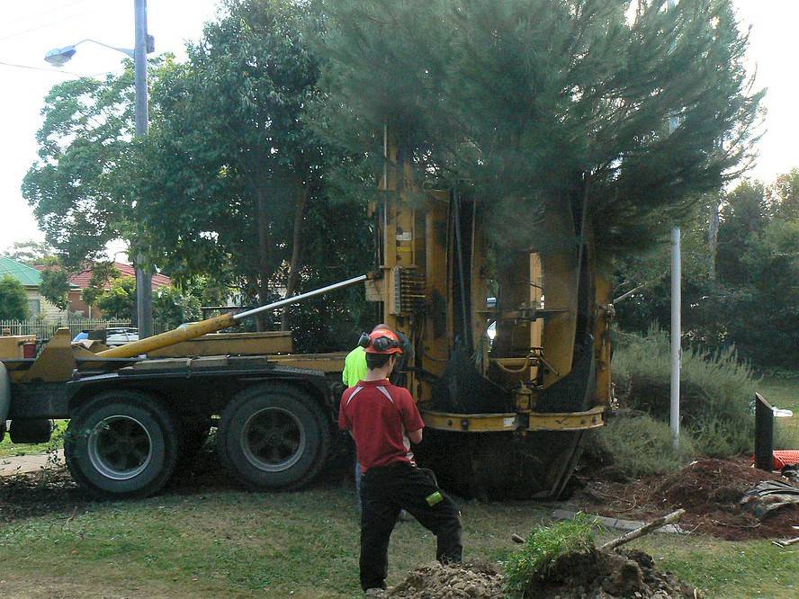 Tree transplantation